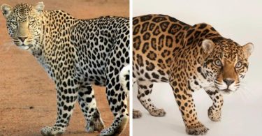 Leopards are large and predatory felines found throughout much of Africa and parts of Asia. They are members of the Panthera genus, including lions, tigers, and jaguars.