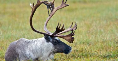 A definitive knowledge concerning caribou and deer would be reasonable to extricate or get free of several common errors individuals commit, primarily in describing these animals. Deer and caribou are well-known mammals with talons. Hence, there are apparent differences between deer and caribou in their geographical diffusion, assortment, and natural features. This article aims to offer more knowledge on their features individually and underline their differences.