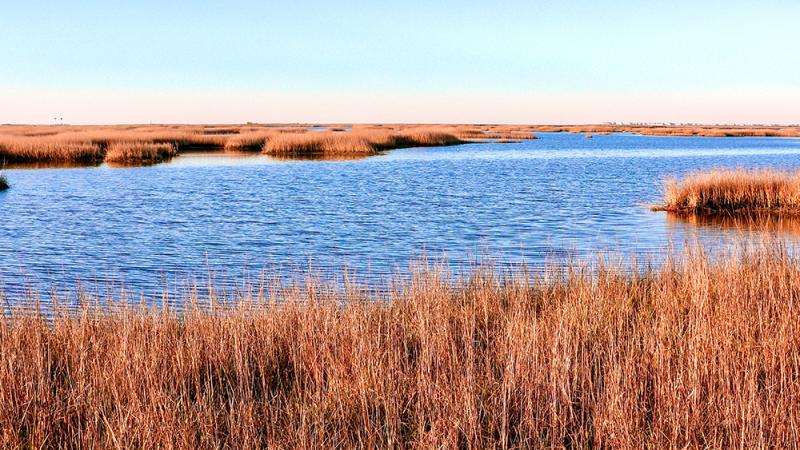 The significant difference between marsh and swamp shows that swamps are typically bigger and more in-depth than a marsh and tend to possess more vegetation.