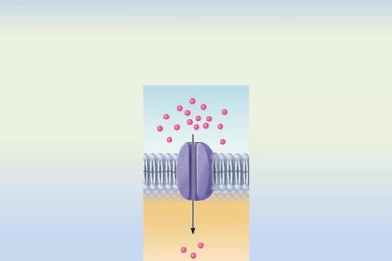 Difference Between Active Transport and Passive Transport