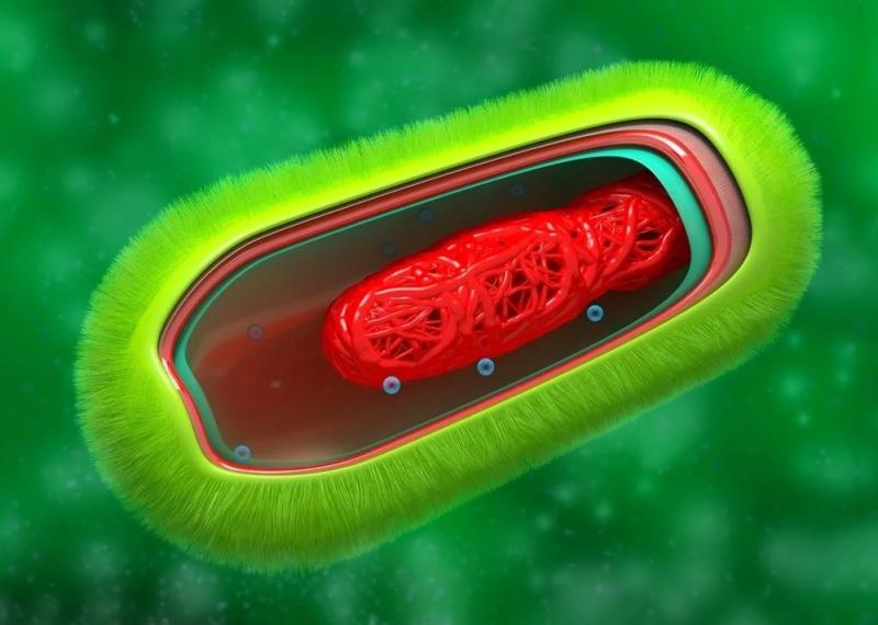 Difference Between Cell Wall and Cell Membrane