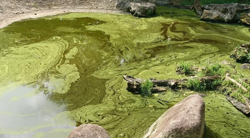 The significant difference between eutrophication and succession indicates that eutrophication occurs in an aquatic body, while succession occurs in any habitat. Eutrophication and succession are slow modifications that occur in the surrounding. They are essential procedures caused by both physical and unnatural materials or events that individuals cannot halt when it has taken place. Eutrophication triggers water putrefaction, therefore, influences the aquatic flora and fauna. Whenever eutrophication occurs, it decreases the light penetration, levels up the natural oxygen request, and reduces oxygen dissolution.