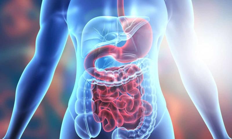 The primary difference between digestion and absorption indicates that digestion infringes foods into their formation block by mechanical and chemical procedures. In contrast, absorption is the incorporation of nutrients into the bloodstream. Foods that animals take in go via four primary techniques, which include ingestion, digestion, absorption, and excretion. Ingestion takes place first, which is then ensued by digestion, and lastly, the absorption of nutrients in digested foods occurs to produce energy. Digestion and absorption are both methods that occur in the alimentary tracts of an animal. These two techniques are various procedures. Hence, absorption can't happen without digestion. However, absorption always comes after digestion. Digestion stimulates the absorption of vital nutrients into our blood.