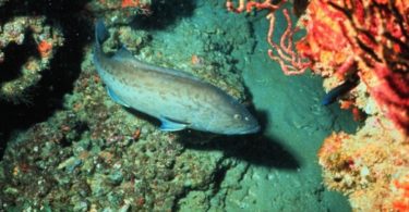 The significant difference between gag grouper and black grouper indicates that gag is a breed of aquatic ray-finned fish mainly discovered in the western Atlantic Ocean from the northeastern United States to Brazil. In contrast, black grouper is a breed of aquatic ray-finned fish primarily found in warmer regions of the west Atlantic Ocean, which involves the Caribbean and the Gulf of Mexico. Ray-fined fish is described as a clade, a category or sub-category of bony fishes. The constituents of this category are understood as ray-fined fishes. They consist of about 50 percent of existing vertebrate species.