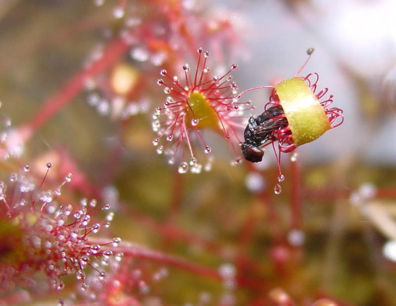 Gums are dense plant discharges that are willingly liquified in water and are produced when a plant is wounded. Mucilage is described as a sticky and gel kind of substance that is usually produced inside plant cells.