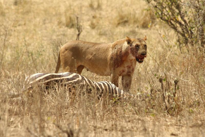 The significant difference between fundamental and realized niche indicates that the fundamental niche is the biological habitat of a species, where it can simply acquire food for its energy provisions and can breed and propagate without the worry of predators. In contrast, a realized niche is a subset of a fundamental niche that pressures a species to exist and adjust to the current situation. The phrase niche is acquired from a French term described as a nest. Joseph Grinnell initiated the phrase niche for the first time in 1917 to describe a habitat of a species where it dwells. An individual can define a niche to be complete of all the ecological provisions that permit a species to breed and bring forth offspring, hence surviving and adorning with any undue pressure. A certain niche can sometimes be a fundamental niche or realized niche. A fundamental niche of a species is referred to as the habitat that is biological for it. In contrast, a realized niche results from several aspects, including human actions, predators' availability, and natural food resources. This article intends to examine the difference between fundamental and realized niches.