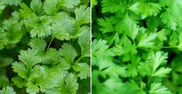 Difference Between Cilantro and Parsley