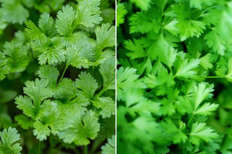 Difference Between Cilantro and Parsley