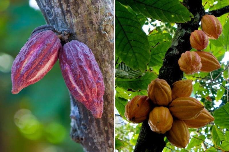 Difference Between Cocoa and Cacao