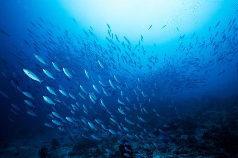 The significant difference between pelagic and demersal fish indicates that pelagic fish dwells in the mid-water territories or upper coating of water, whereas demersal fish dwells in the underneath layers of water or close to the ocean floor. Based on the depth, pelagic and demersal are the two areas in the ocean. The pelagic zone is the middle water territory or the upper coatings of the water. Hence, fish assortments in pelagic regions are described as pelagic fish. The demersal area is the profound coatings of the water or water close to the base of the ocean floor. As such, fish assortments in the demersal area are described as demersal fish.