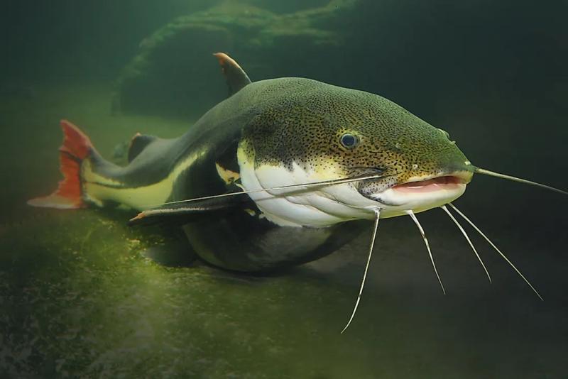 These two kinds of fish consist of almost every fish breed existing on the earth. Put together, there are 28,000 breeds of bony and cartilaginous fish. They display a scope of differences between them that causes it to be intriguing to conduct a comparison.