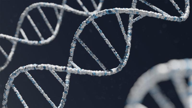 The significant difference between gene and allele indicates that the gene is a particular nucleotide arrangement that encodes for a specific protein. In contrast, an allele is a gene variant that may be prevalent or recessive. A gene is the fundamental division of genetics. Notably, it possesses a detailed nucleotide series that encodes for a certain protein molecule, providing a certain characteristic. Genes transfer from parent to children. Therefore, the genetic knowledge needed for the organism's operations is preserved in the shape of genes. Besides, one chromosome possesses lots of genes. However, a specific gene has a particular site in the chromosomes, a locus. More often, a gene possesses two substitute shapes described as alleles. In general terms, alleles are defined as the variants of the genes, the prevalent variants, or the recessive variants. They are situated at the exact level of the sibling chromatids of the chromosomes.