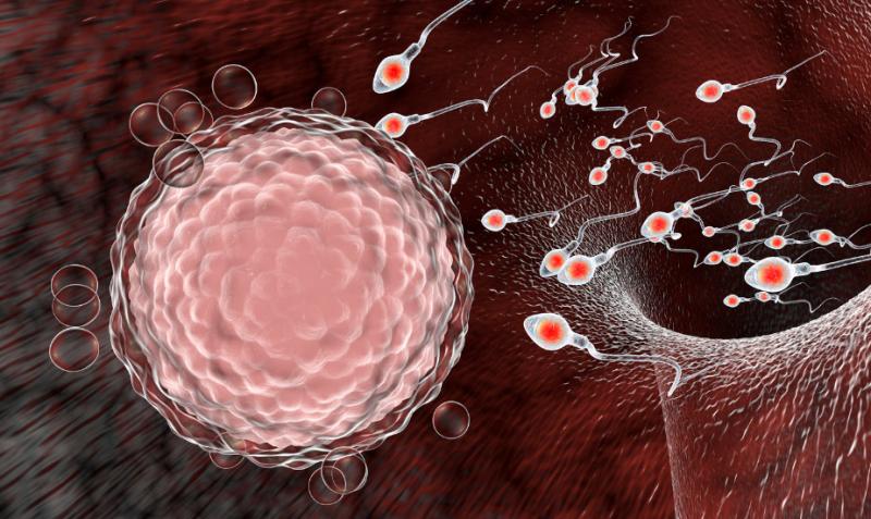 The significant difference between fertility and fecundity indicates that fertility is the biological capacity of an organism, whether male or female, to reproduce. In contrast, fecundity is the reproductive ability of a single individual or inhabitants. In reproductive soundness, the description of fertility and fecundity handles significant positions. These two notions are popularly utilized in population ecology. In some situations, fertility and fecundity clarify procedures in mammalian structures. Fertility is an organism's biological capacity to propagate—a female's fertility level depends on the number of deliveries. On the contrary, fecundity is the possibility, particularly in females, to multiply. This proposes the opportunity and level of the female's soundness to multiply and give birth to progeny.