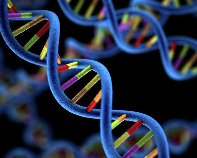 The significant difference between structural and functional genomics indicates that structural genomics is the research of the biological nature of genomes, which involves the ordering and mapping genomes. In contrast, functional genomics is the research of the manifestation and procedures of the genome. Genomics is an area of biology that has to do with the formation, organization, process, development, and mapping of genomes of existing organisms.