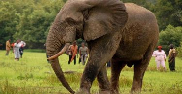 Everyone who goes to Ghana needs to spend some time exploring Kakum National Park. The park is in the southern part of Ghana, near the shore. There is a substantial amount of land there, measuring up to 145 square meters in total.