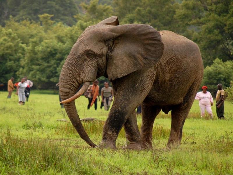 Everyone who goes to Ghana needs to spend some time exploring Kakum National Park. The park is in the southern part of Ghana, near the shore. There is a substantial amount of land there, measuring up to 145 square meters in total.