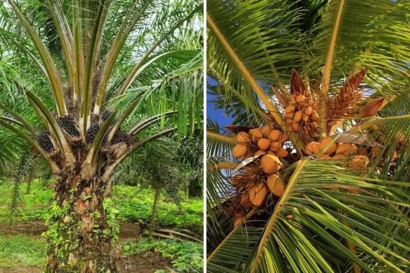 Difference Between Coconut Tree and Palm Tree