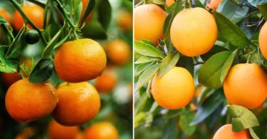 Difference Between Orange and Tangerine