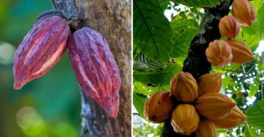 Difference Between Cocoa and Cacao