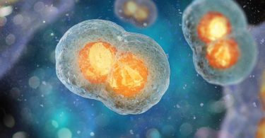 The significant difference between mitosis and binary fission shows that mitosis is a kind of nuclear division that takes place in eukaryotic organisms to generate two comparable daughter cells from a parent cell, whereas binary fission is a kind of asexual reproduction or cell division that takes place in prokaryotic organisms to reproduce and expand their quantity. Every life formed by prokaryotes and eukaryotes requires some standards of increasing their core building division, "cell", notwithstanding the intricacy of their cellular organization.