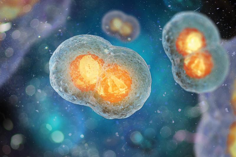 The significant difference between mitosis and binary fission shows that mitosis is a kind of nuclear division that takes place in eukaryotic organisms to generate two comparable daughter cells from a parent cell, whereas binary fission is a kind of asexual reproduction or cell division that takes place in prokaryotic organisms to reproduce and expand their quantity. Every life formed by prokaryotes and eukaryotes requires some standards of increasing their core building division, "cell", notwithstanding the intricacy of their cellular organization.