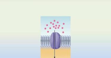 Difference Between Active Transport and Passive Transport