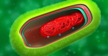 Difference Between Cell Wall and Cell Membrane