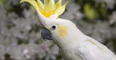 Cockatoos and cockatiels are attractive birds which are aboriginal to Oceania. It is enough for some standard individuals to recognize them as birds in the same category due to their exhibited resemblances. This is because the cockatiel is one of the cockatoos. As such, proper knowledge would be essential for the differences between them to be noticeable. This article would benefit any individual like that since it examines the features of cockatoo and cockatiel individually and underlines between them too.