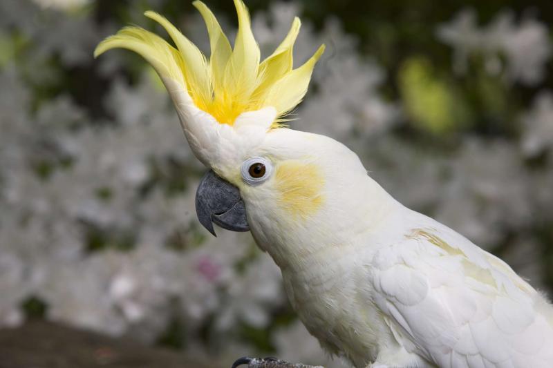 Cockatoos and cockatiels are attractive birds which are aboriginal to Oceania. It is enough for some standard individuals to recognize them as birds in the same category due to their exhibited resemblances. This is because the cockatiel is one of the cockatoos. As such, proper knowledge would be essential for the differences between them to be noticeable. This article would benefit any individual like that since it examines the features of cockatoo and cockatiel individually and underlines between them too.