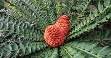 The significant difference between cycads and palms is that cycad are gymnosperms, nonflowering plants, whereas palms are angiosperms or flowering plants. Cycads and palms resemble as a result of their perfectly adequately organized fan-like leaves. Although, when examining perfectly, we can recognize a varied distinction between cycads and palms. Cycads are highly comparable to ferns more than palms.