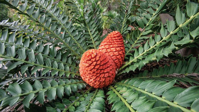 The significant difference between cycads and palms is that cycad are gymnosperms, nonflowering plants, whereas palms are angiosperms or flowering plants. Cycads and palms resemble as a result of their perfectly adequately organized fan-like leaves. Although, when examining perfectly, we can recognize a varied distinction between cycads and palms. Cycads are highly comparable to ferns more than palms.