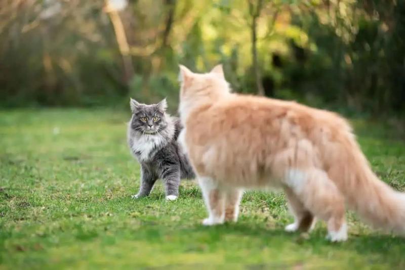 Cats are known to be beautiful and devilish-looking buddy animals of man. The connection between cats with humans records back more than 9,000 decades ago.