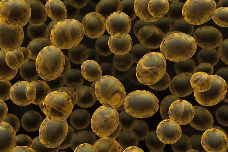 The significant difference between molds and yeast indicates that molds are multicellular filamentous fungi, while yeast is known as unicellular bands or oval fungi. Domain fungi are a constituent of the five domains that have to do with eukaryotic microorganisms, which include yeast, mushrooms, mildews, molds, rusts, and smuts. They are essential and beneficial decomposers in the setting that assist the recycling of nutrients within various ecosystems. However, fungi are an eclectic class of organisms. Most of which are unicellular band fungi. A lot are filamentous fungi.