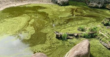 The significant difference between eutrophication and succession indicates that eutrophication occurs in an aquatic body, while succession occurs in any habitat. Eutrophication and succession are slow modifications that occur in the surrounding. They are essential procedures caused by both physical and unnatural materials or events that individuals cannot halt when it has taken place. Eutrophication triggers water putrefaction, therefore, influences the aquatic flora and fauna. Whenever eutrophication occurs, it decreases the light penetration, levels up the natural oxygen request, and reduces oxygen dissolution.