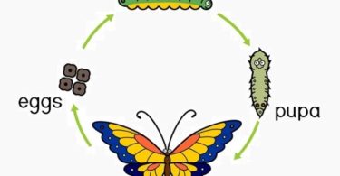 The significant difference between complete and incomplete metamorphosis indicates that incomplete metamorphosis possesses shapes corresponding with the mature state during the typical formulation.